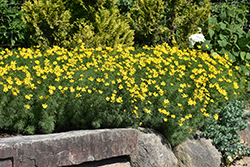 Zagreb Tickseed (Coreopsis verticillata 'Zagreb') at Marlin Orchards & Garden Centre