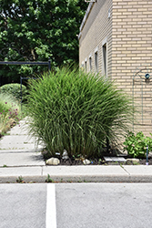 Gracillimus Maiden Grass (Miscanthus sinensis 'Gracillimus') at Marlin Orchards & Garden Centre