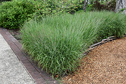 Shenandoah Reed Switch Grass (Panicum virgatum 'Shenandoah') at Marlin Orchards & Garden Centre