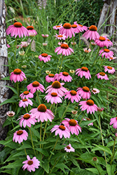 Purple Coneflower (Echinacea purpurea) at Marlin Orchards & Garden Centre