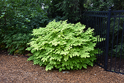Sun King Japanese Spikenard (Aralia cordata 'Sun King') at Marlin Orchards & Garden Centre
