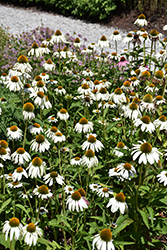 White Swan Coneflower (Echinacea purpurea 'White Swan') at Marlin Orchards & Garden Centre