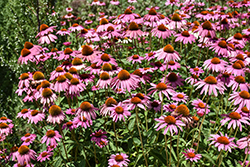 Ruby Star Coneflower (Echinacea purpurea 'Rubinstern') at Marlin Orchards & Garden Centre