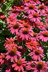 Sombrero Tres Amigos Coneflower (Echinacea 'Balsomtresgo') at Marlin Orchards & Garden Centre
