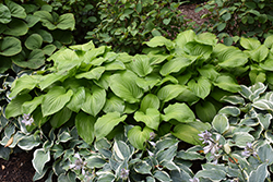 Guacamole Hosta (Hosta 'Guacamole') at Marlin Orchards & Garden Centre