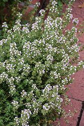 Common Thyme (Thymus vulgaris) at Marlin Orchards & Garden Centre