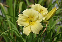 Fragrant Returns Daylily (Hemerocallis 'Fragrant Returns') at Marlin Orchards & Garden Centre