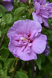 Lavender Chiffon Rose Of Sharon (Hibiscus syriacus 'Notwoodone') at Marlin Orchards & Garden Centre