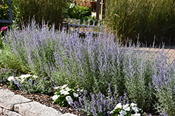 Denim 'n Lace Russian Sage (Perovskia atriplicifolia 'Denim 'n Lace') at Marlin Orchards & Garden Centre