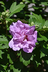 Ardens Rose of Sharon (Hibiscus syriacus 'Ardens') at Marlin Orchards & Garden Centre