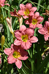 Passionate Returns Daylily (Hemerocallis 'Passionate Returns') at Marlin Orchards & Garden Centre