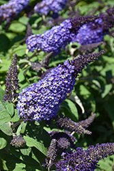 Pugster Blue Butterfly Bush (Buddleia 'SMNBDBT') at Marlin Orchards & Garden Centre