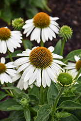 Sombrero Blanco Coneflower (Echinacea 'Balsomblanc') at Marlin Orchards & Garden Centre