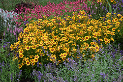 UpTick Gold and Bronze Tickseed (Coreopsis 'Baluptgonz') at Marlin Orchards & Garden Centre