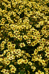 UpTick Yellow and Red Tickseed (Coreopsis 'Baluptowed') at Marlin Orchards & Garden Centre