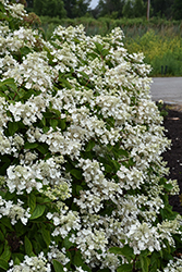 Fire And Ice Hydrangea (Hydrangea paniculata 'Wim's Red') at Marlin Orchards & Garden Centre