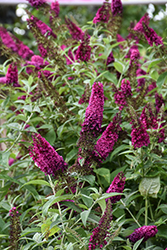 Miss Molly Butterfly Bush (Buddleia 'Miss Molly') at Marlin Orchards & Garden Centre