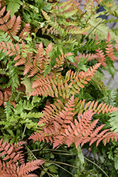 Brilliance Autumn Fern (Dryopteris erythrosora 'Brilliance') at Marlin Orchards & Garden Centre
