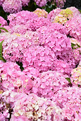 Let's Dance Sky View Hydrangea (Hydrangea 'SMNHSME') at Marlin Orchards & Garden Centre