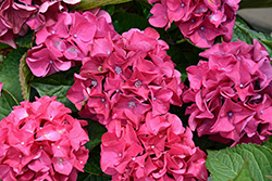 Wee Bit Giddy Hydrangea (Hydrangea macrophylla 'SMNHML') at Marlin Orchards & Garden Centre