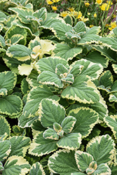 Lemon Twist Plectranthus (Plectranthus 'Lemon Twist') at Marlin Orchards & Garden Centre