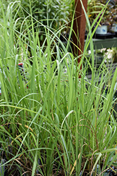 Switch Grass (Panicum virgatum) at Marlin Orchards & Garden Centre