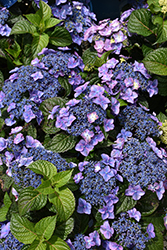 Pop Star Hydrangea (Hydrangea macrophylla 'BAILMACSIX') at Marlin Orchards & Garden Centre