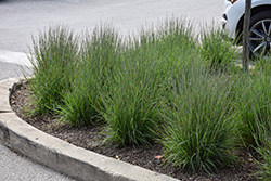 Smoke Signal Little Bluestem (Schizachyrium scoparium 'Smoke Signal') at Marlin Orchards & Garden Centre
