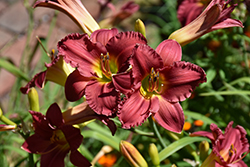 Earlybird Cardinal Daylily (Hemerocallis 'Endless Heart') at Marlin Orchards & Garden Centre