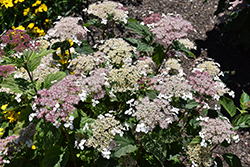 Invincibelle Lace Hydrangea (Hydrangea arborescens 'SMNHRLL') at Marlin Orchards & Garden Centre