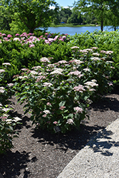 Invincibelle Lace Hydrangea (Hydrangea arborescens 'SMNHRLL') at Marlin Orchards & Garden Centre