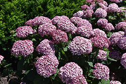 Incrediball Blush Smooth Hydrangea (Hydrangea arborescens 'NCHA4') at Marlin Orchards & Garden Centre