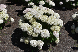 Invincibelle Wee White Hydrangea (Hydrangea arborescens 'NCHA5') at Marlin Orchards & Garden Centre