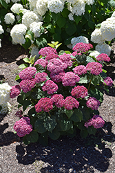 Invincibelle Mini Mauvette Hydrangea (Hydrangea arborescens 'NCHA7') at Marlin Orchards & Garden Centre