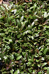 Feathered Friends Noble Nightingale Bugleweed (Ajuga 'Noble Nightingale') at Marlin Orchards & Garden Centre