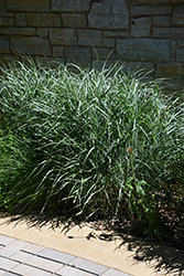 Switch Grass (Panicum virgatum) at Marlin Orchards & Garden Centre