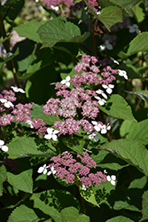 Invincibelle Lace Hydrangea (Hydrangea arborescens 'SMNHRLL') at Marlin Orchards & Garden Centre
