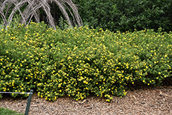 Goldfinger Potentilla (Potentilla fruticosa 'Goldfinger') at Marlin Orchards & Garden Centre