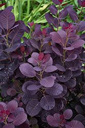 Royal Purple Smokebush (Cotinus coggygria 'Royal Purple') at Marlin Orchards & Garden Centre
