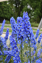 Blue Fountains Larkspur (Delphinium 'Blue Fountains') at Marlin Orchards & Garden Centre