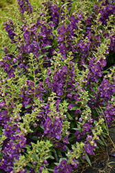 Angelface Blue Angelonia (Angelonia angustifolia 'ANBLU140') at Marlin Orchards & Garden Centre
