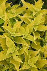 ColorBlaze Lime Time Coleus (Solenostemon scutellarioides 'Lime Time') at Marlin Orchards & Garden Centre