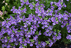 Bluebird Nemesia (Nemesia 'Bluebird') at Marlin Orchards & Garden Centre