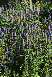 Anise Hyssop (Agastache foeniculum) at Marlin Orchards & Garden Centre