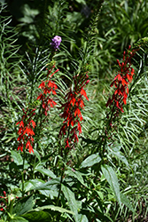 Cardinal Flower (Lobelia cardinalis) at Marlin Orchards & Garden Centre