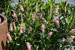 Ruby Spice Summersweet (Clethra alnifolia 'Ruby Spice') at Marlin Orchards & Garden Centre
