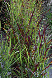 Shenandoah Reed Switch Grass (Panicum virgatum 'Shenandoah') at Marlin Orchards & Garden Centre