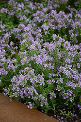 Bluebird Nemesia (Nemesia 'Bluebird') at Marlin Orchards & Garden Centre
