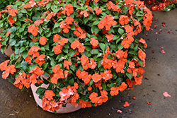 Beacon Orange Impatiens (Impatiens walleriana 'PAS1377331') at Marlin Orchards & Garden Centre