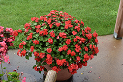 Beacon Bright Red Impatiens (Impatiens walleriana 'PAS1413665') at Marlin Orchards & Garden Centre